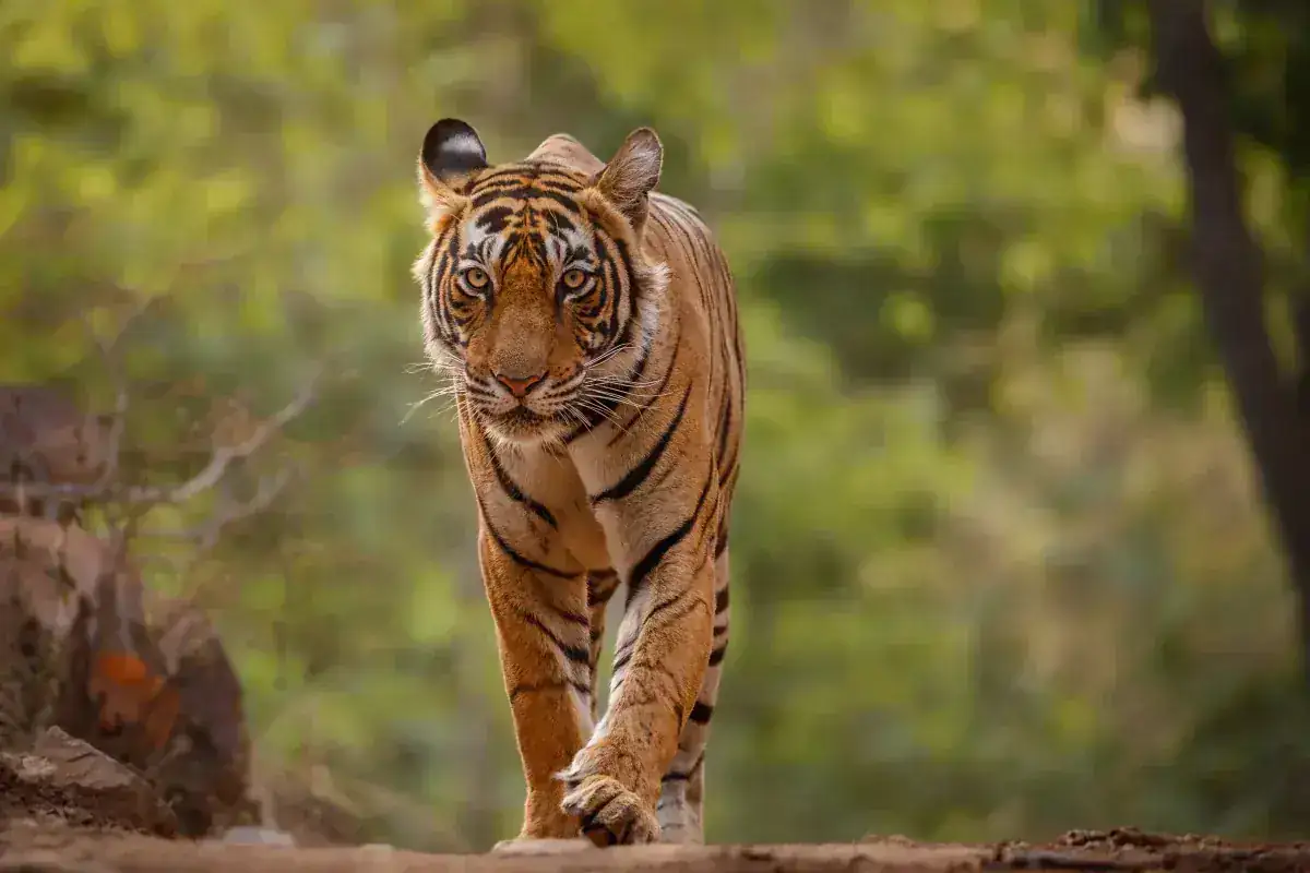 Bandhavgarh, Madhya Pradesh