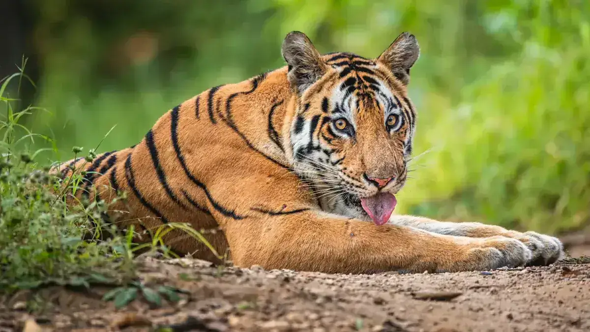 Kanha, Madhya Pradesh